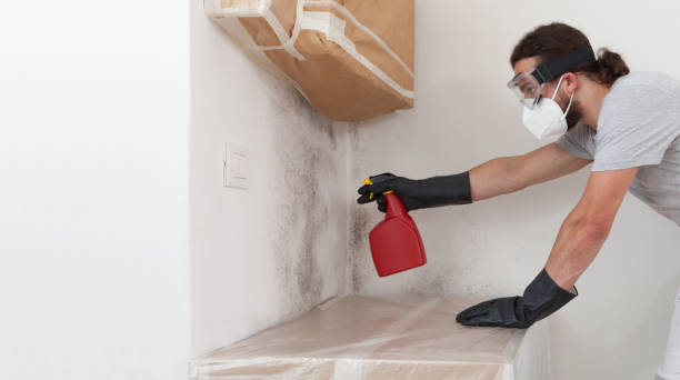 Professional Basement Mold Remediation technician working in Spring Grove, MN