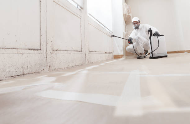 24/7 Emergency Basement Mold Remediation experts in Spring Grove, MN